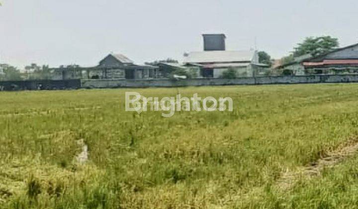 Tanah Sawah masih produktif Ketapang Kendal dekat KIK Jawa Tengah 1