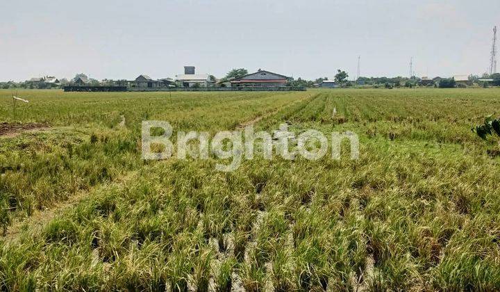 Tanah Sawah masih produktif Ketapang Kendal dekat KIK Jawa Tengah 2