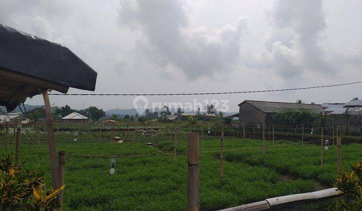 Tanah Sawah Jl Desa Cibadak Munyul Kab Bogor 1