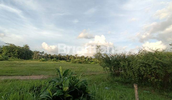 TANAH LUAS 3 HEKTAR PINGGIR JALAN RAYA DEKAT BOROBUDUR MURAHHHH 2