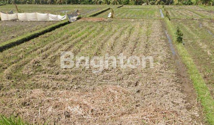 LAND WITH RICE VIEW IN MARGA TABANAN BALI 1