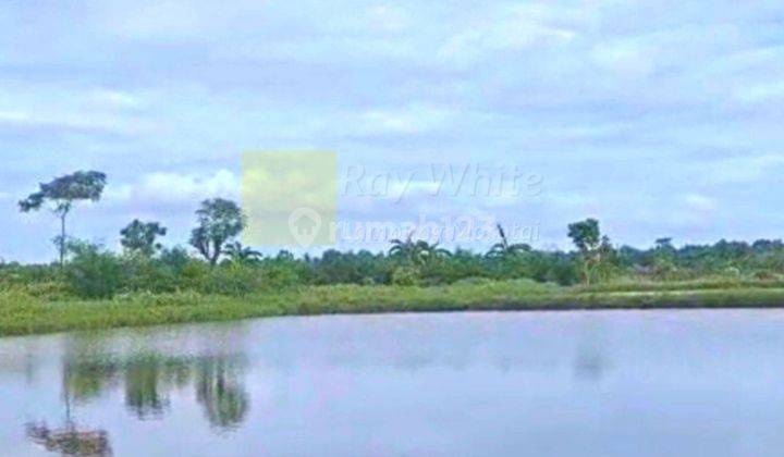 Tanah tambak lokasi labuhan maringgai lampung timur 1