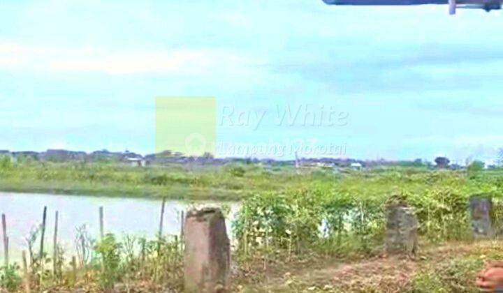 Tanah tambak lokasi labuhan maringgai lampung timur 2