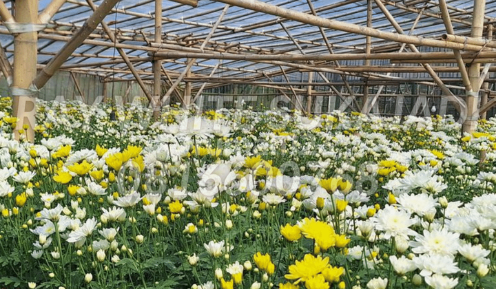 Greenhouse / Tanah di desa Cigugur Greenhouse / Tanah di desa Cigugur