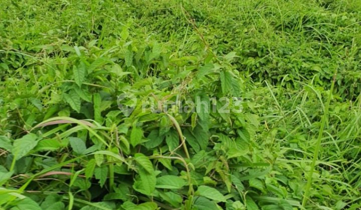 Tanah Lokasi Strategis Di Canggu Bali Dekat Finns Beach Club Tanah Lokasi Strategis Di Canggu Bali Dekat Finns Beach Club