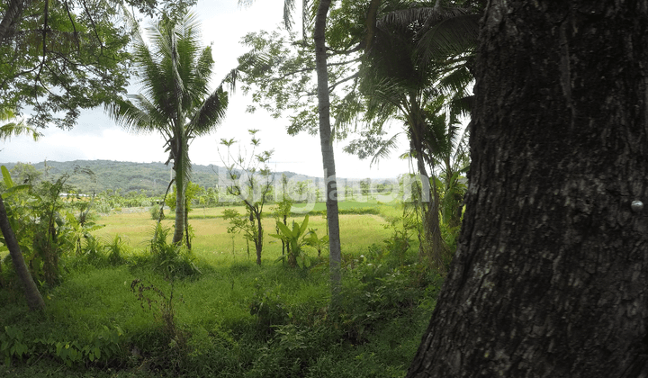 Land on the outskirts of Singaraja Gilimanuk Highway 2