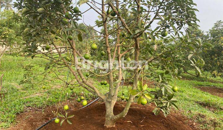 Tanah Kebun Alpukat Sudah Berbuah Dan Rutin Panen 1