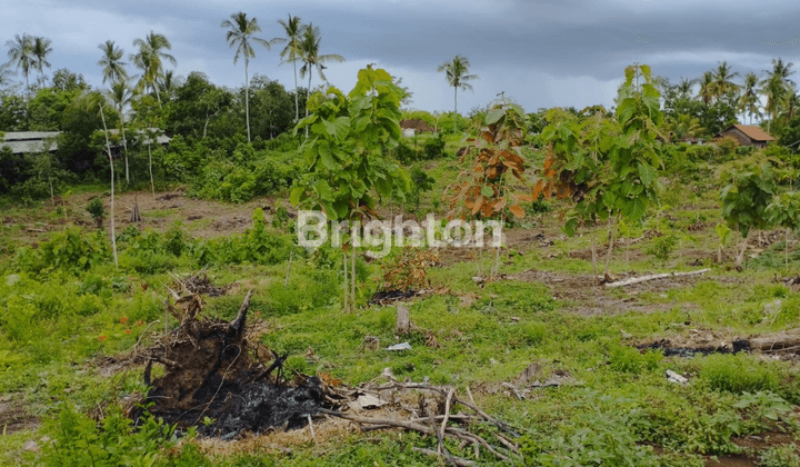 Jual Tanah Di Manistutu, Jembrana | Harga Per Meter Terbaru