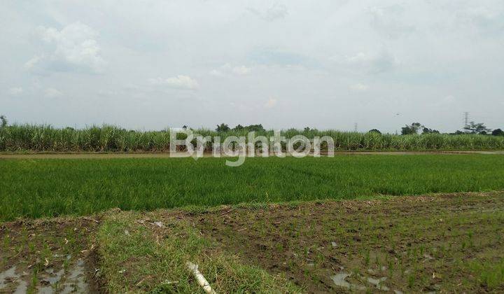 TANAH SAWAH SIAP PAKAI DI WRINGINPITU MOJOAGUNG 1