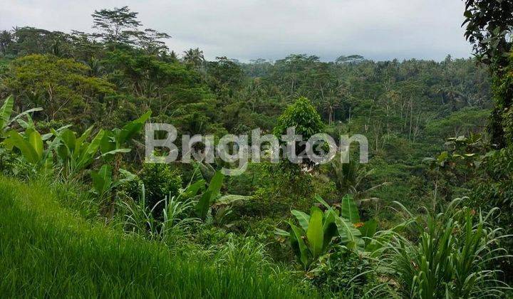 LAHAN DENGAN VIEW JUARA DI PAYANGAN, UBUD - BALI 2