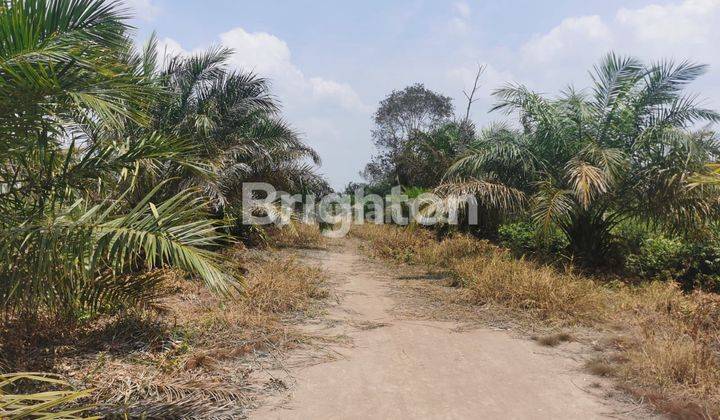 LAHAN KEBUN PINGGIR JALAN TANJUNG API API KM 19 PALEMBANG 1