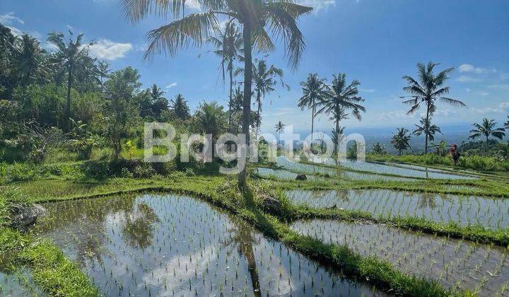 Cheap land with rice field views suitable for a villa or hotel 1