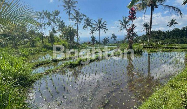 Cheap land with rice field views suitable for a villa or hotel 2