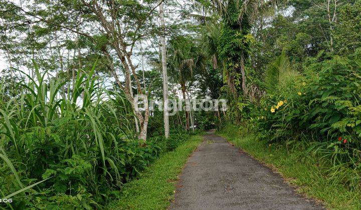 TANAH KEBUN DI PINGGIR JALAN RAYA 1