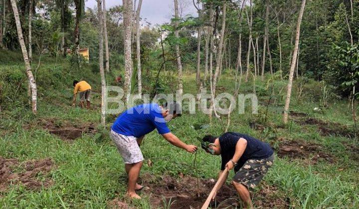 TANAH KEBUN DI PINGGIR JALAN RAYA 2