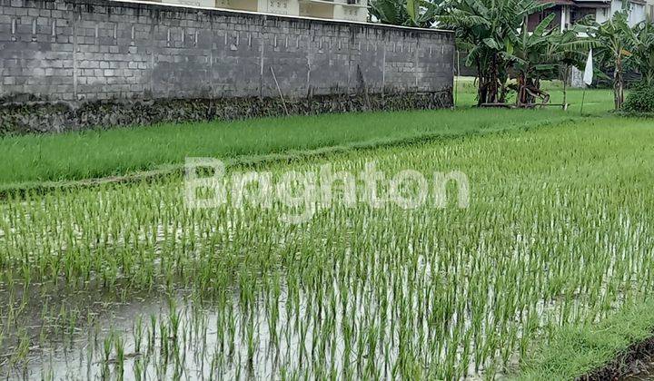 TANAH BERUPA SAWAH BELAKANG UNIVERSITY HOTEL 1