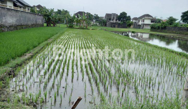 TANAH BERUPA SAWAH BELAKANG UNIVERSITY HOTEL 2