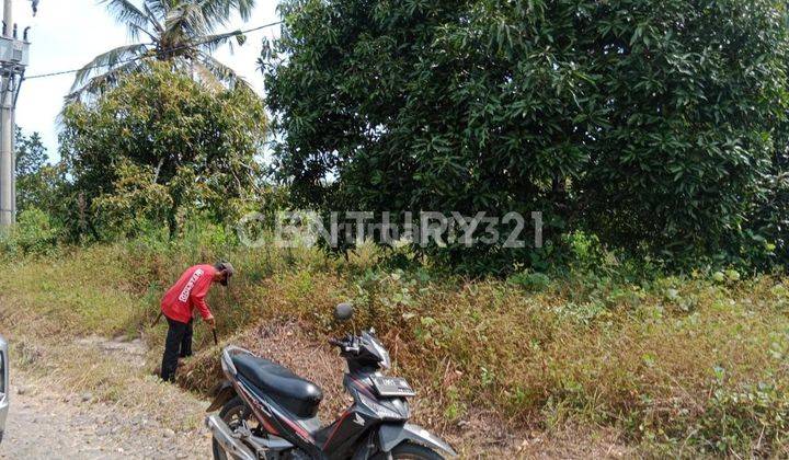 Tanah Lahan Perkebunan Di Cianjur Jawa Barat 1