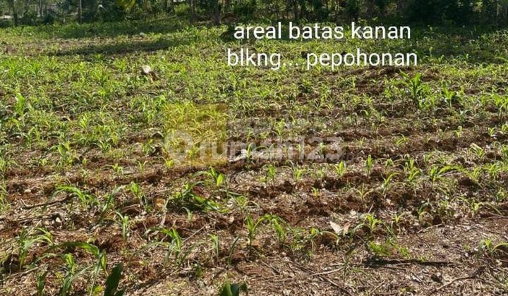 Cepat tanah murah lokasi katibung lampung selatan untuk Gudang