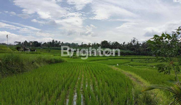 RICE VIEW LAND IN BUKIAN - PAYANGAN, UBUD - BALI 1