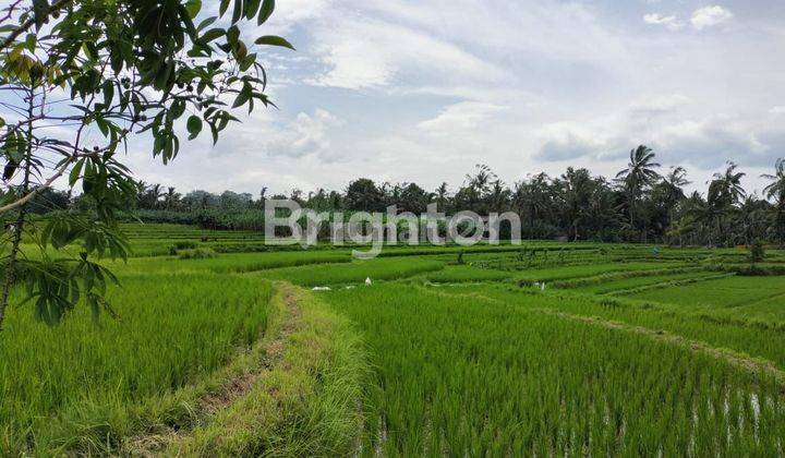 RICE VIEW LAND IN BUKIAN - PAYANGAN, UBUD - BALI 2