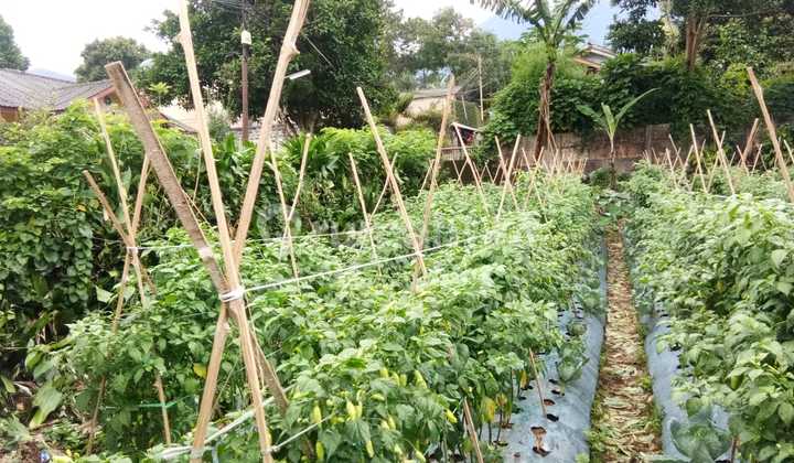 Tanah Luas Cisarua dekat Taman Safari Tanah Luas Cisarua dekat Taman Safari