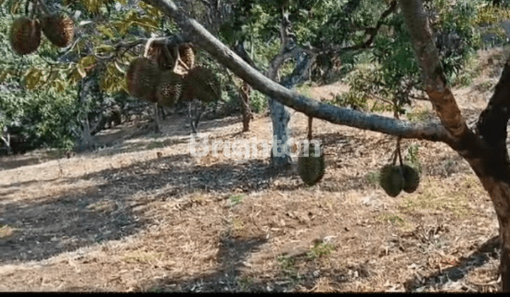 KEBUN DURIAN CENGKEH ALPUKAT DLLN SUDAH PRODUKSI TINGGAL RAWAT ! 1