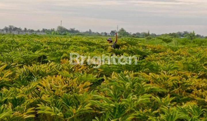 TANAH LUAS 3,6 HA PERCUT SEI TUAN 2