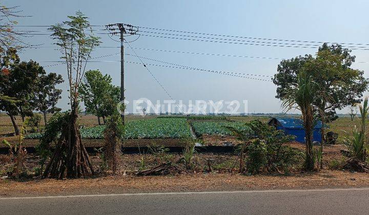 Tanah Bagus Di Jalan Raya Krangkeng Indramayu Cirebon 1