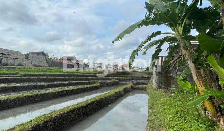 RARE LAND WITH RICE VIEW IN CANGGU KAYU Tulang Utara, CANGGU - BALI 2