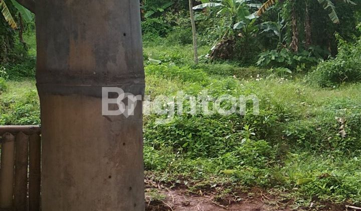 Lahan luas banyak pohon durian lokasi di trawas Lahan luas banyak pohon durian lokasi di trawas