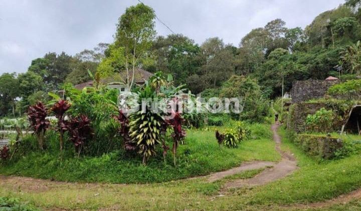 CEPAT DAN MURAH TANAH+BONUS RUMAH DI JL. RAYA BEDUGUL BALI