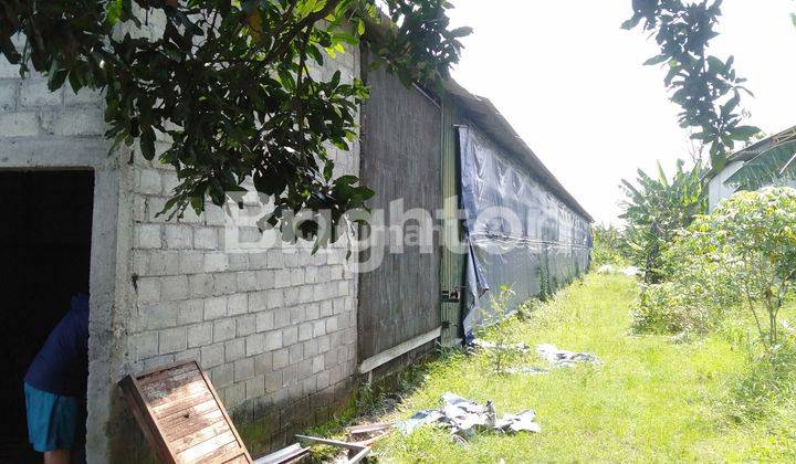 KANDANG AYAM FULL PERALATAN SIAP PAKAI DI GUDO JOMBANG 1