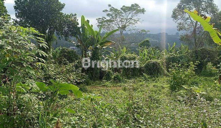 Tanah 30 Are di Plaga Dekat Kintamani 2