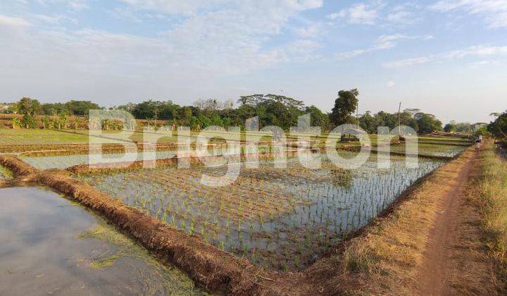 SAWAH 1 HA - TERAWAT, AIR BAGUS, AKSES MUDAH 2