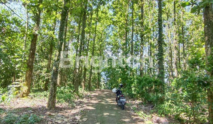 CHEAP LAND 28.5 ARE FULL OF TEAK TREES 1