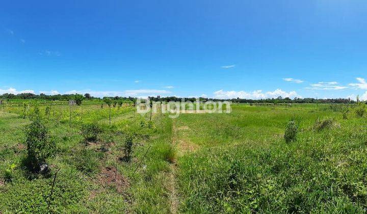 LAND 77 ACRE AT MENDOYO JEMBRANA BALI NEAR TO THE BEACH 2