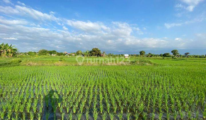 BEACH FRONT LAND LOCATED IN SINGARAJA CITY SIDE 2