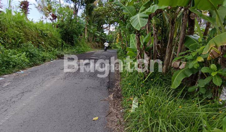 TANAH KEBUN PINGGIR JALAN WISATA UBUD 1