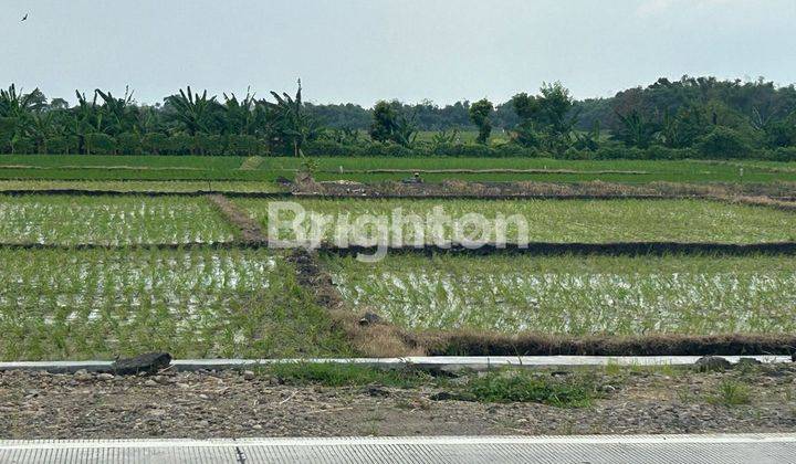 Tanah sawah 10 Hektar Lebar -+ 80 Meter Surat Campur 1