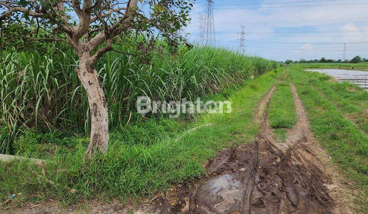 TANAH UNTUK PERUMAHAN DI PASURUAN DEKAT SEKOLAH DAN FASILITAS UMUM 2