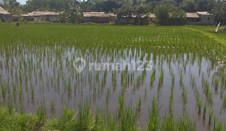 murah BU Tanah pekarangan Raya prodo kecamatan Winongan