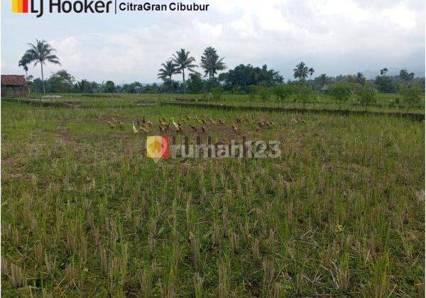 Sawah Lokasi Strategis di Cisayong Tasikmalaya Jawa Barat ( LT. 5592 ) 1