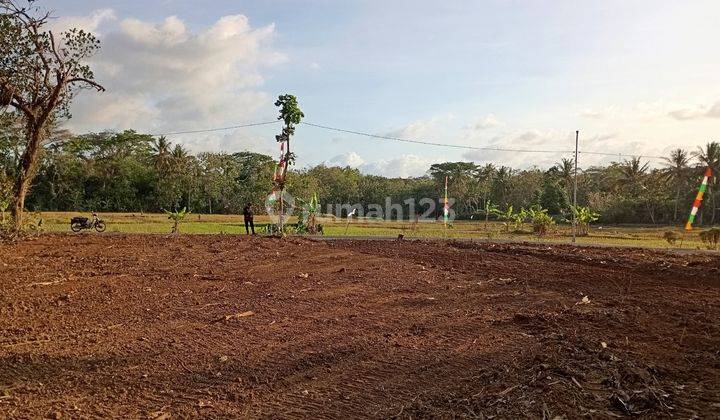 Barat Pasar Godean: View Sawah Hijau 1