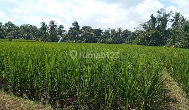 LAND SEMBUNG GEDE TABANAN 70987 1