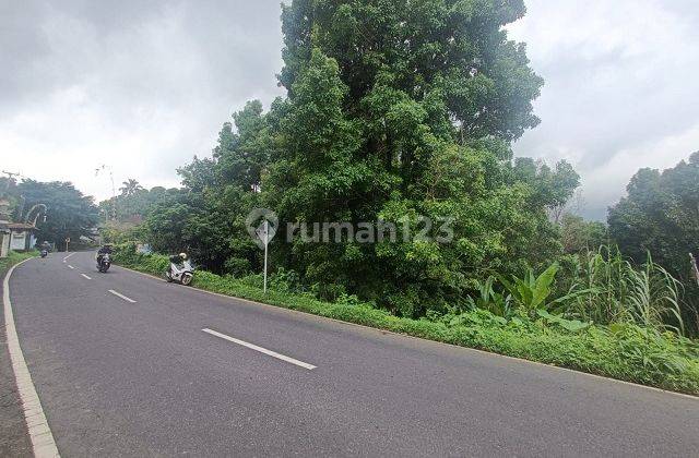 LAND KAYUPUTIH-MUNDUK BULELENG 69277 1