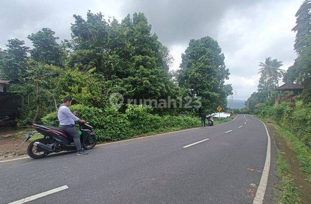 LAND KAYUPUTIH-MUNDUK BULELENG 69277 2