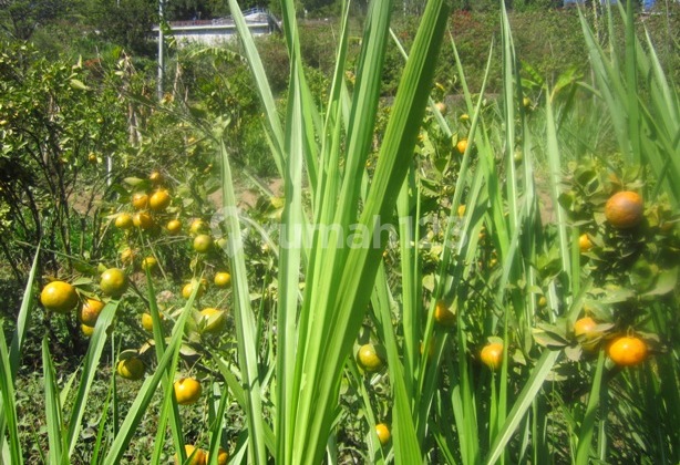Tanah Di Jual Cepat Harga Bisa Nego 2