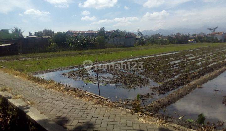 Sawah Di Mondoroko Singosari Malang 1