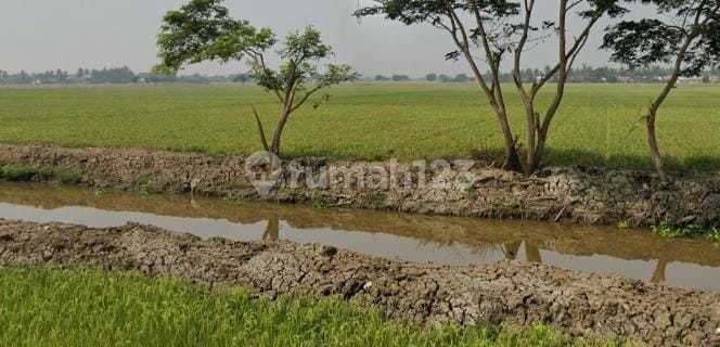 Tanah Sawah di Jl. Kobakrantai, Sukakarya, Sukatani 1